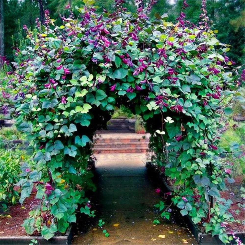 HYACINTH BEAN Vine - 10 seeds - Picture 1 of 5